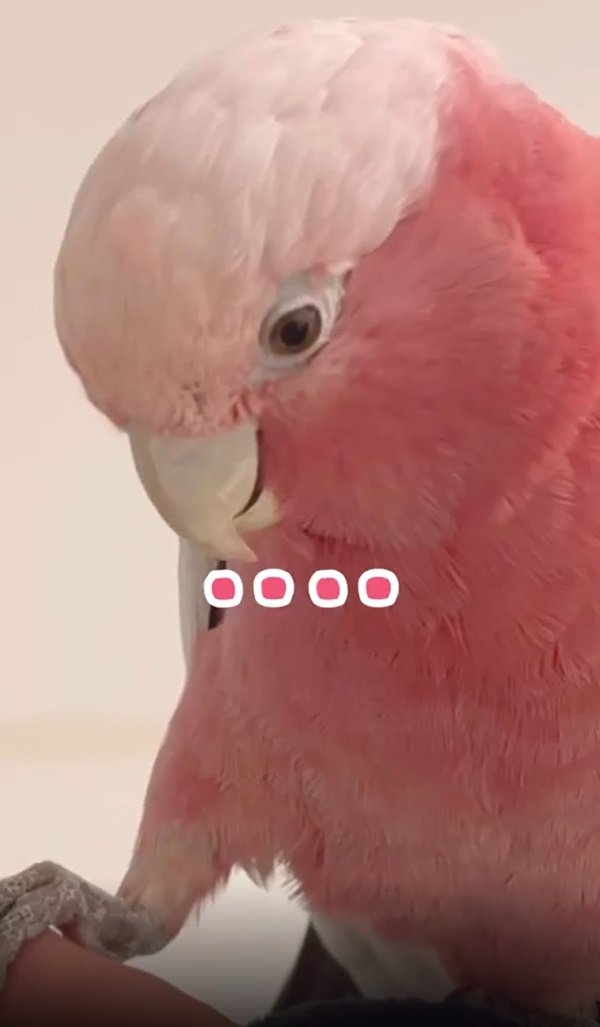 指を凝視するみりんちゃん