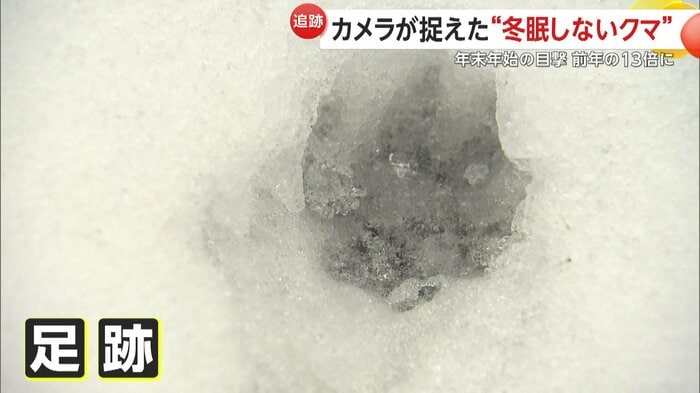 クマが入り込んだ倉庫周辺で発見した足跡