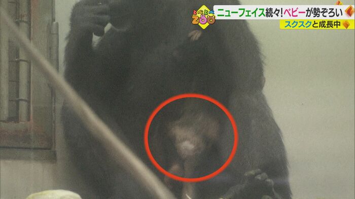 お尻に白い毛が生えている