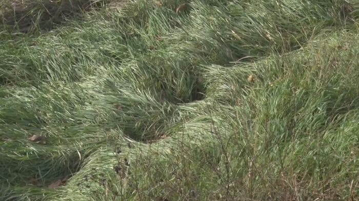 クマのものとみられる足跡