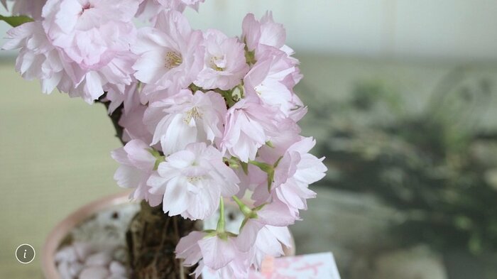 旭山 開花した状態(画像提供:青山フラワーマーケット)