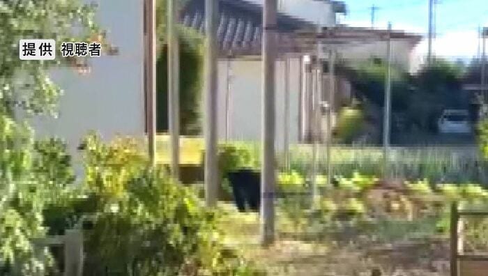 クマが民家の敷地に出没(提供 視聴者)