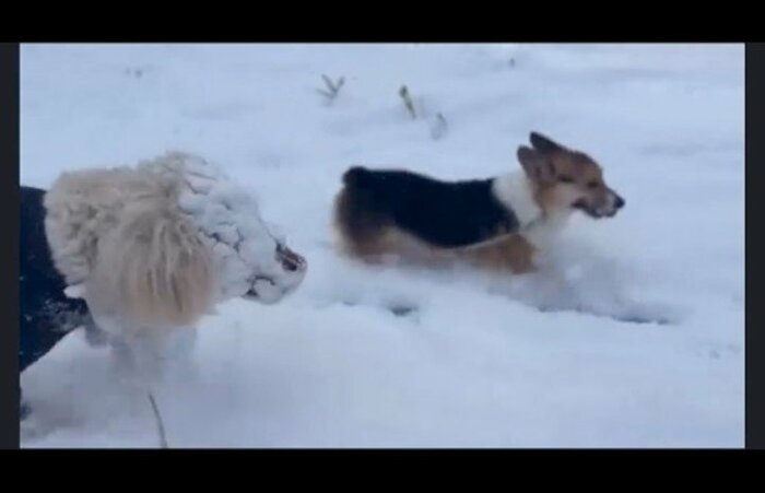 隣にいる犬よりも雪まみれ(提供:hair.axis)