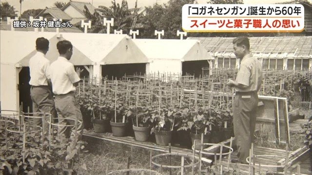 60年前 鹿児島市紫原にあった国の試験場