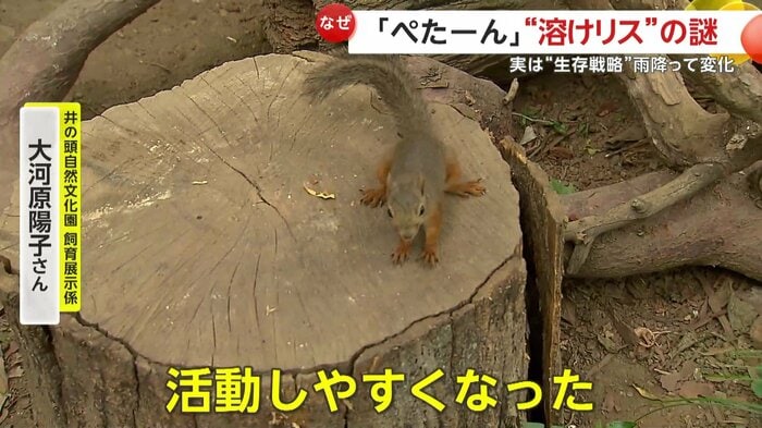 温度が下がり活発になったリス