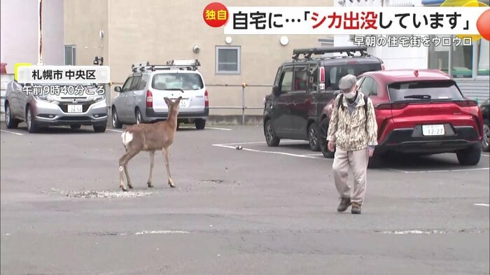 コンビニの駐車場を徘徊するシカ