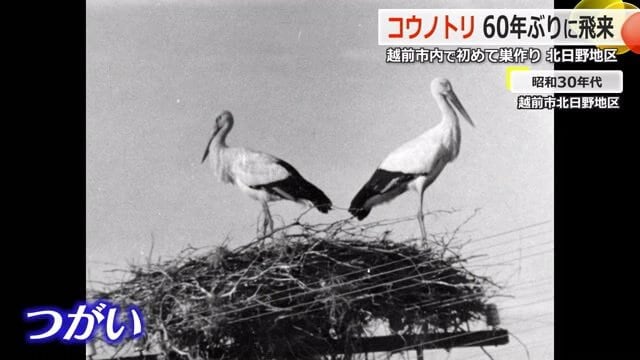 昭和32年に飛来したつがいのコウノトリ