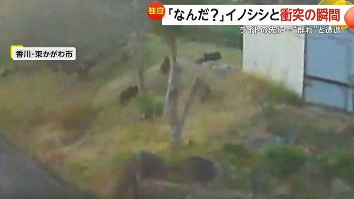 一斉に逃げていく複数のイノシシ（撮影者：井上満さん）