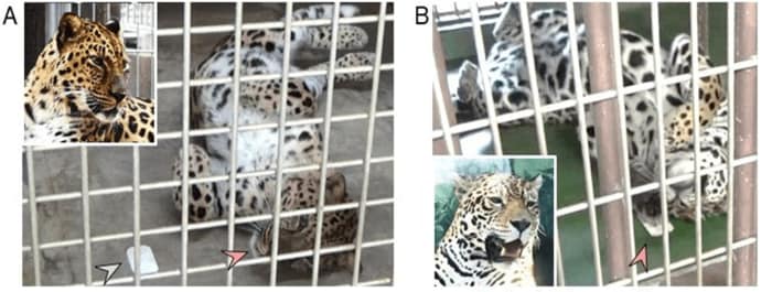 左:アムールヒョウ、右:ジャガー