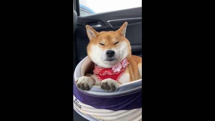ドッグラン帰りでねむそう