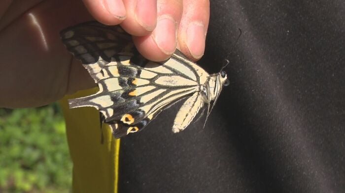 アゲハチョウ