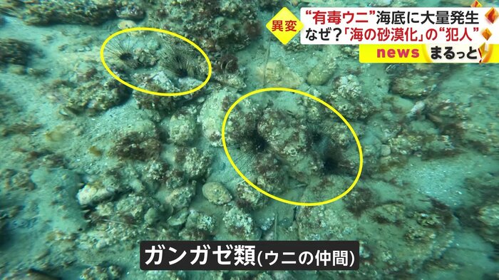 富山の海岸にほど近い場所で、大量発生している「ガンガゼ類」