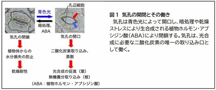 気孔の開閉とその働き(研究グループのリリースより)