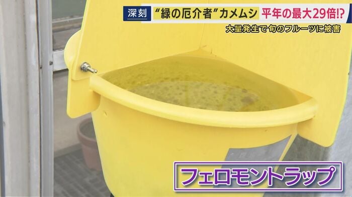 カメムシ