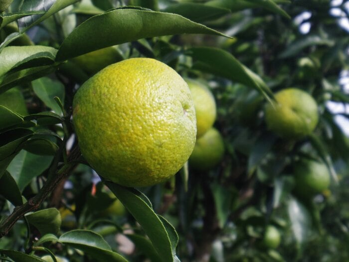 「幻の果実」と言われるじゃばら（イメージ）