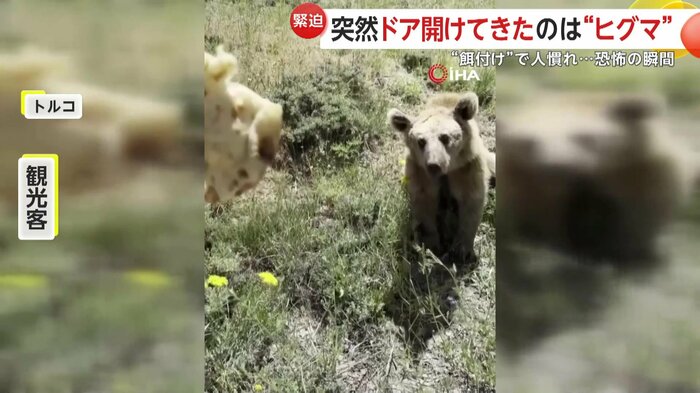 観光客の男性がヒグマに餌付けする映像