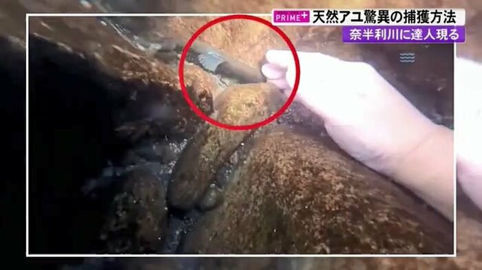 すばやいアユを…