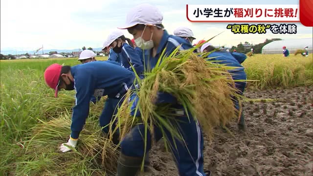 小学生が稲刈り・ハザ掛けで“収穫の秋”体験!「カツ丼にして食べたい」【新潟】