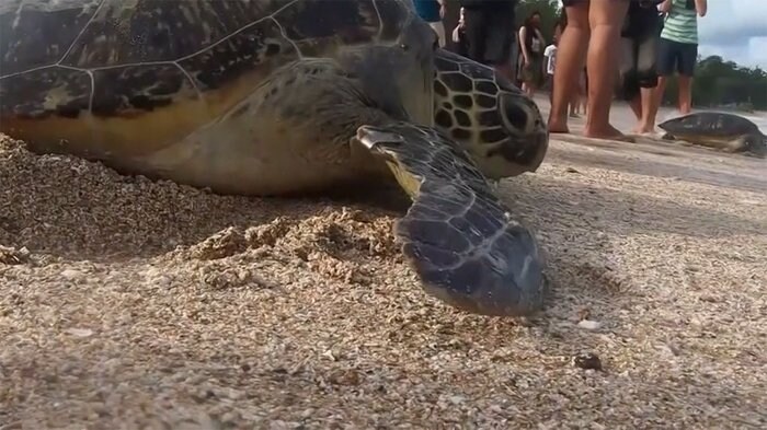密漁のアオウミガメ 保護され元の海へ