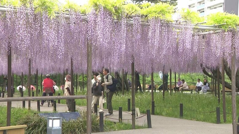 県の天然記念物にも指定…岡崎城公園で「五万石藤」が見ごろ 90cmほどに伸びた紫の房が風に揺れる｜FNNプライムオンライン