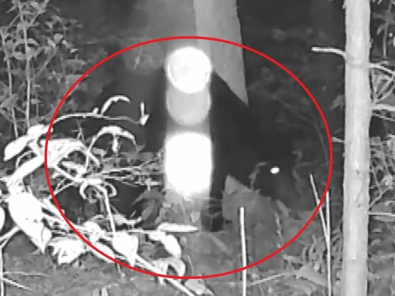 岐阜でも高校生襲われケガ…クマに詳しい専門家「山の状況はどんどん良く」個体数増で行動エリア拡大と指摘｜FNNプライムオンライン