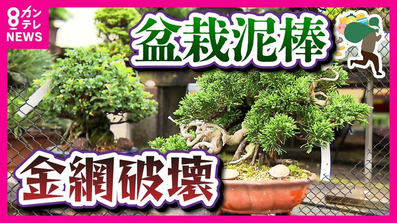 「盆栽どろぼう」相次ぐ　背景に中国や東南アジアの需要か　被害に遭った職人「誰を見ても泥棒に見える」「自然の縮図、何十年スパンで育ててる」｜FNNプライムオンライン