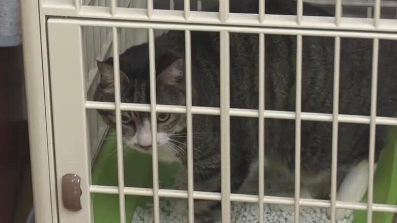 “被災ペット”猫のモモちゃんに救いの手　避難所に入れず飼い主が車中泊を続け…ようやく見つけた“当面の居場所”　｜FNNプライムオンライン