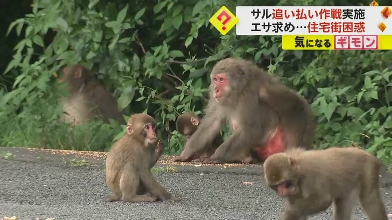 「20〜30匹来て怖かった」エサ求め…住宅街に多数のサル　“追い払い作戦”で侵入食い止める　大分・別府市｜FNNプライムオンライン