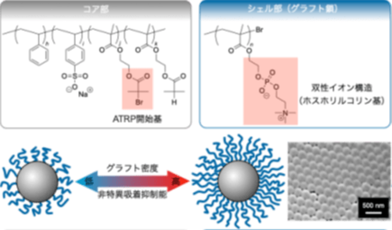 標的外のタンパク質の付着を防ぐラテックス粒子を合成~精度と信頼性の高い検査キットの開発に期待~