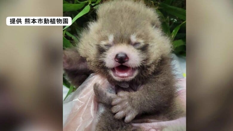 レッサーパンダの赤ちゃんの名前は「杏香」に決定　すくすく元気に 熊本市動植物園｜FNNプライムオンライン