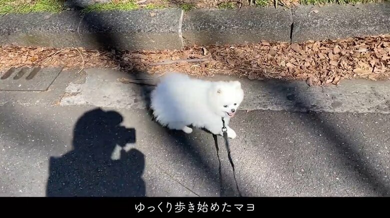 散歩を再開