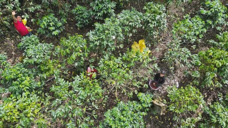 標高の高い山でコーヒーを栽培 木の中で収穫をする人たち