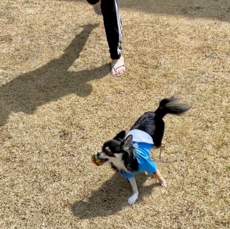 提供：チワワのごまじろーさん