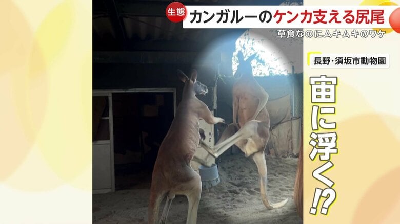 大きな体を支えているのは尻尾（映像提供：須坂市動物園）