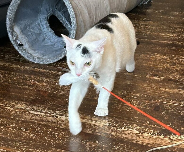 「遊んでー」と猫じゃらしを持ってくる神泉くん
