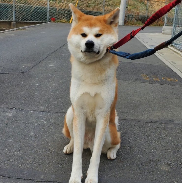 提供：秋田犬 杏(あん)と蓮(れん)さん