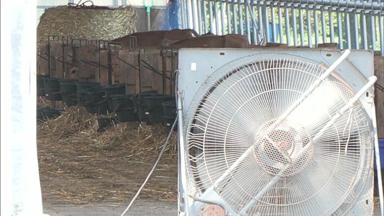 牛がいる場所の暑さ対策