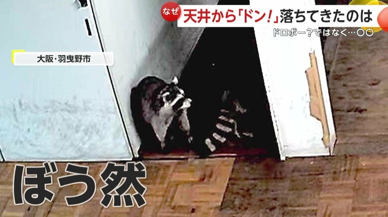落ちてきて、ぼうぜんとするアライグマ（FNN投稿サイト「ビデオPost」）