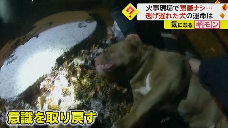 意識を取り戻したこの家の5歳の飼い犬