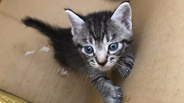 出会った当時のコタローくん