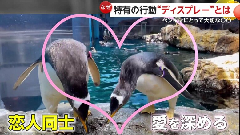 おじぎはペンギンのコミュニケーション（映像提供：長崎ペンギン水族館）