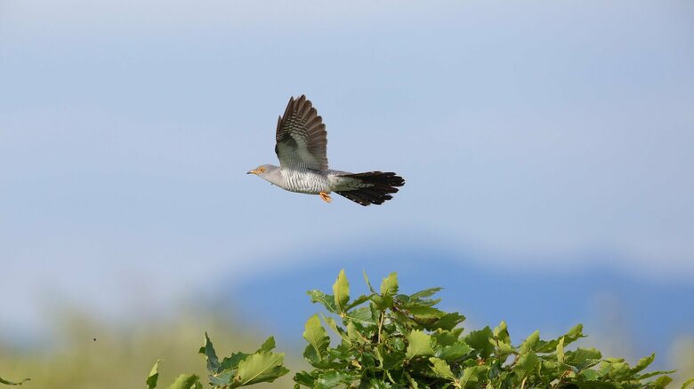 閑古鳥こと「カッコウ」