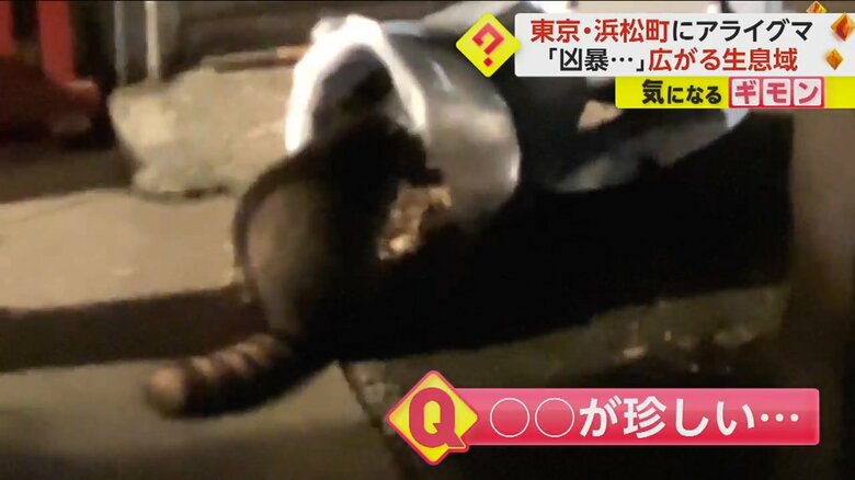 しましまのしっぽをこちらに向けゴミ箱をあさるアライグマ