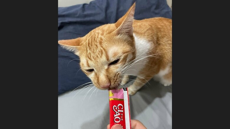 診察後はちゅ～るのご褒美をもらった