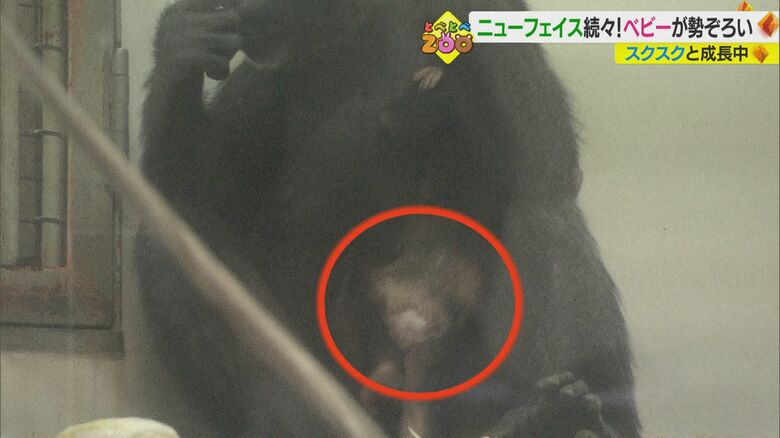 お尻に白い毛が生えている