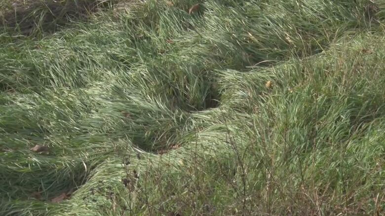 クマのものとみられる足跡