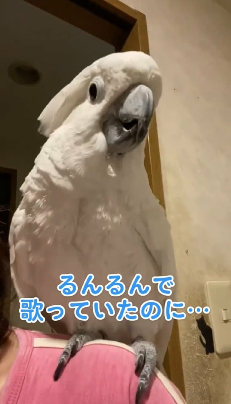なで肩の飼い主さんの肩の上