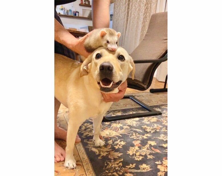 （提供：ラブラドール ルナさん）