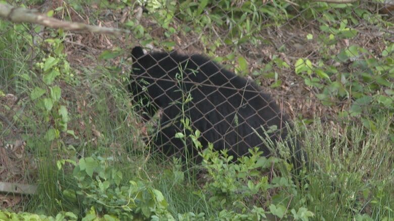 クマが商業施設付近で7時間居座る