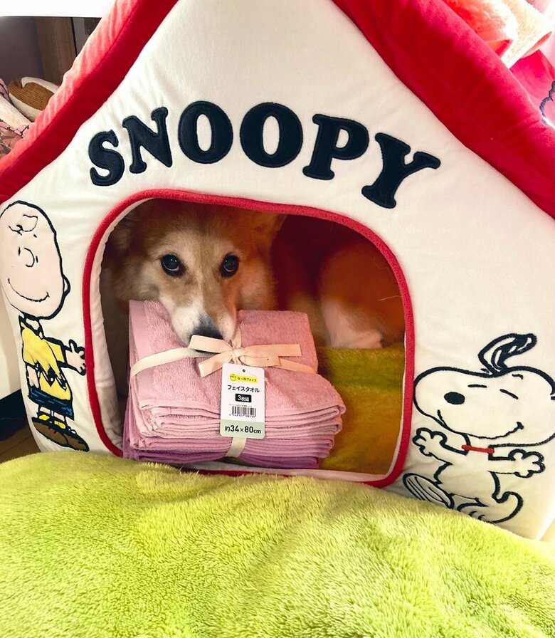 タオルを離さないベルちゃん